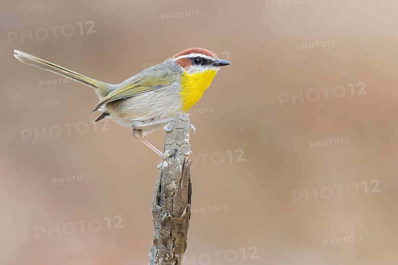 Rufous-capped Warbler (Basileuterus rufifrons) perched on a branch in Oaxaca, Mexico