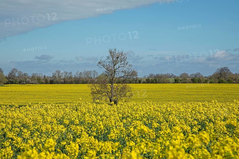 Tree, rapeseed field near Broadway, The Cotswolds, England, Great Britain