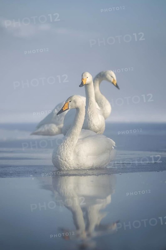 Whooper Swan (Cygnus cygnus) group, Hokkaido, Japan