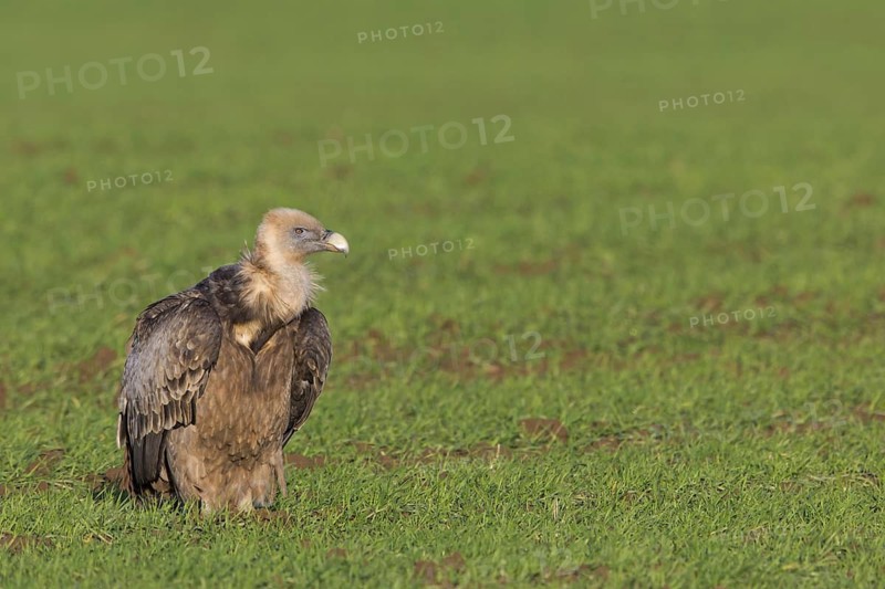 Griffon vulture, (Gyps fulvus), animals, birds, sitting in a meadow, biotope, habitat, resting, all-world vulture, Bad Dürkheim district, Rhineland-Palatinate, Federal Republic of Germany