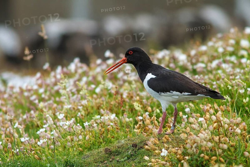 Eurasian Oystercatcher (Haematopus ostralegus) adult, Isle of May, Scotland, United Kingdom