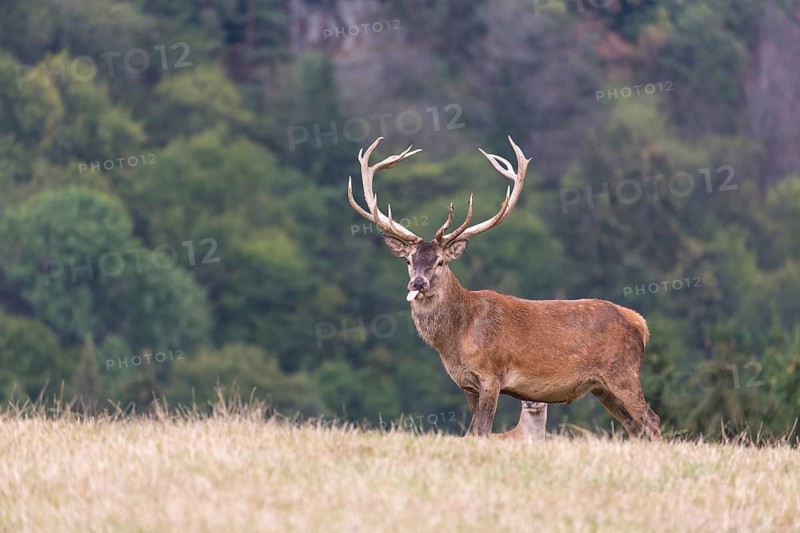 Red Deer buck standing on a meadow in autumn. Accompanied by some females. Trees in background