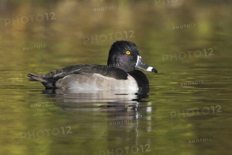 Ring-necked Duck (Aythya collaris) male, British Columbia, Canada