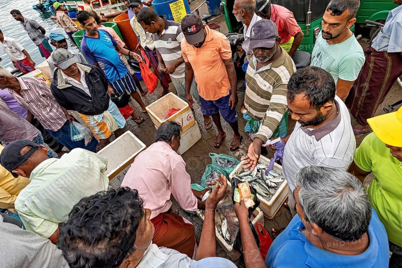A busy fish market with people in colorful clothes selling fish in boxes, the fishermen at Matara fishing port in Sri Lanka