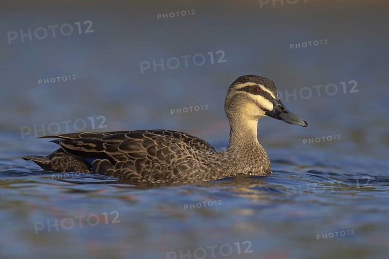 Pacific Black Duck (Anas superciliosa), Victoria, Australia