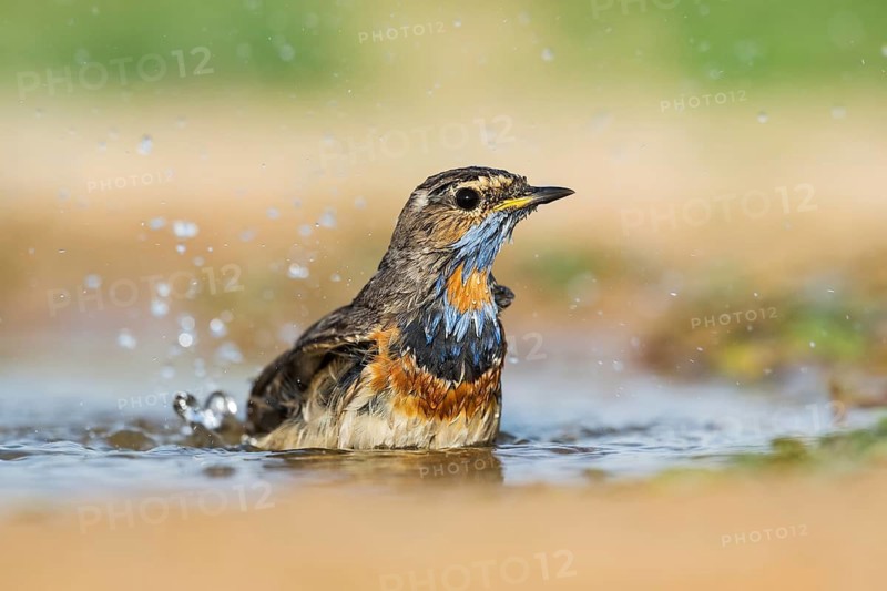 Bluethroat (Luscinia svecica svecica) male bathing, Eilat, Israel