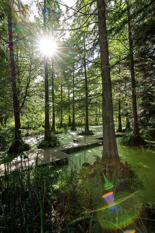 Bochum, North Rhine-Westphalia, Germany - Swamp cypresses in the tertiary pond, Botanical Garden of the Ruhr-Universität Bochum. As part of the Ruhr University Bochum, the botanical garden is primarily used for research and teaching, but also for education and public recreation