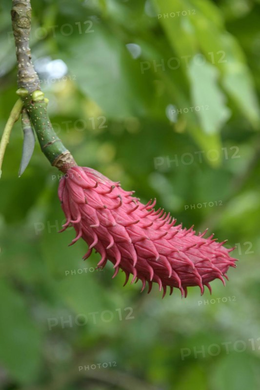 Large-leaf magnolia (Magnolia tripetala), Bruns Nursery, Gristede, Lower Saxony, Germany