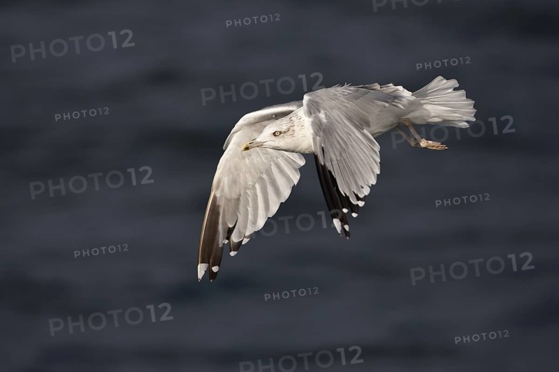 European Herring Gull (Larus argentatus) flying, Baltic Sea, Germany