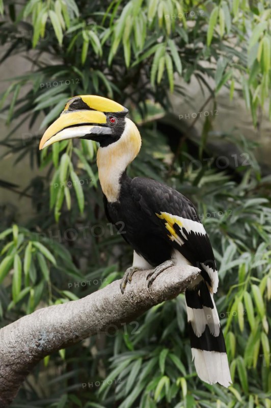 Great hornbill (Buceros bicornis), male, captive, occurrence in Asia
