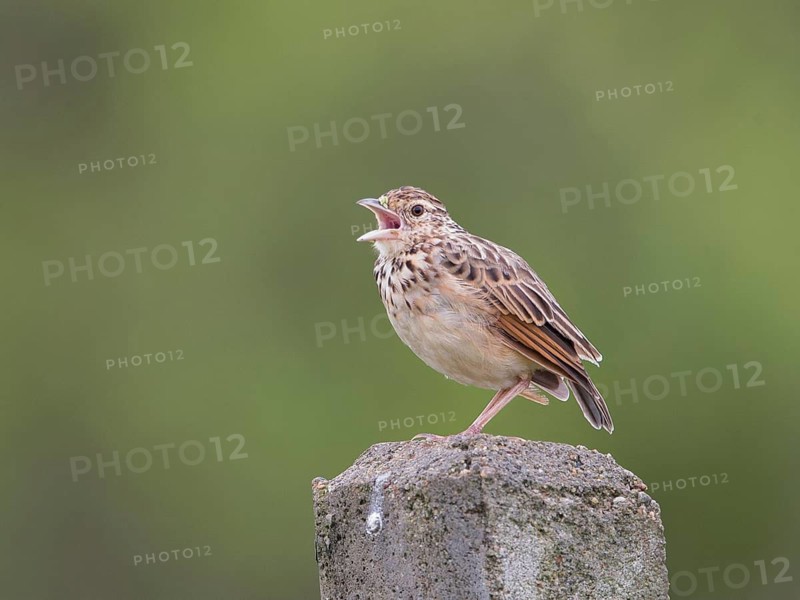 Jerdon's Bush Lark (Mirafra affinis) singing, Sri Lanka