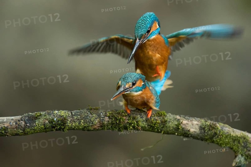 Common Kingfisher (Alcedo atthis) pair mating, Lower Saxony, Germany