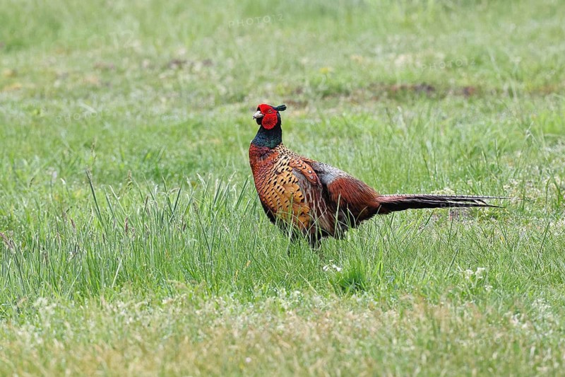Pheasant, hunting pheasant (Phasianus colchicus), adult male bird in a meadow, wildlife, Lembruch, Ochsen Moor, Dümmer nature park Park, Lower Saxony, Germany