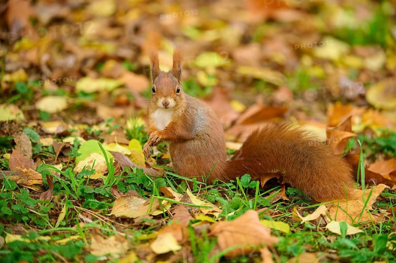 Eurasian squirrel (Sciurus vulgaris), standing in a meadow full of autumn leaves with colourful foliage, Baden-Württemberg, Germany