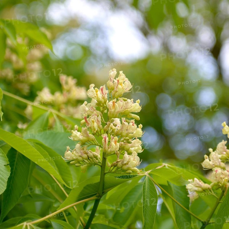 Yellow Pavia (Aesculus flava 'Vestita'), Spreeauenpark, Germany