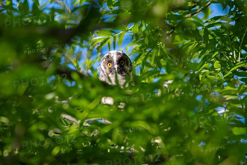 Long-eared owl (Asio otus), young bird, nest fledgling, Bottrop, Ruhr area, North Rhine-Westphalia, Germany