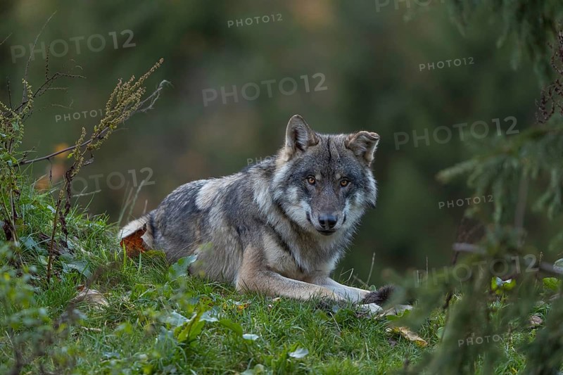 One eurasian gray wolf (Canis lupus lupus) lying on a hill, chewing on a piece of fur. A green forest in the background