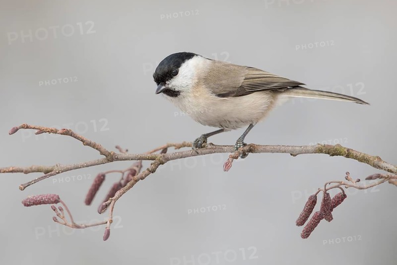Marsh Tit (Poecile palustris) perched on a branch, Poland