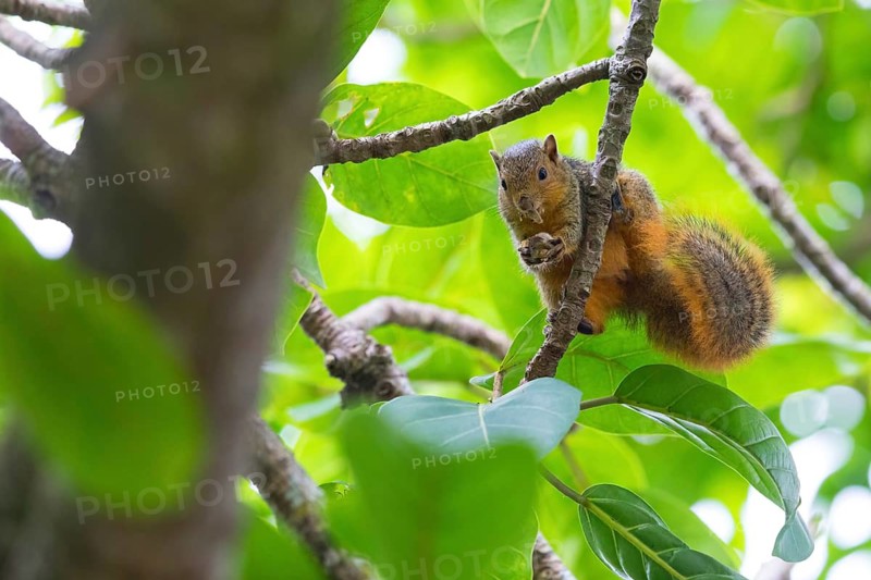 African Ground Squirrel, squirrel family, animals, mammals, biotope, habitat, eats, (Xerus inauris), Cape Ground Squirrel, iSimangaliso Wetland Park, St Lucia, KwaZulu-Natal, South Africa