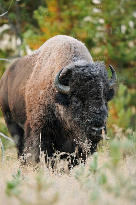 American bison (Bos bison, Bison bison), male, Yellowstone National Park, Wyoming, USA