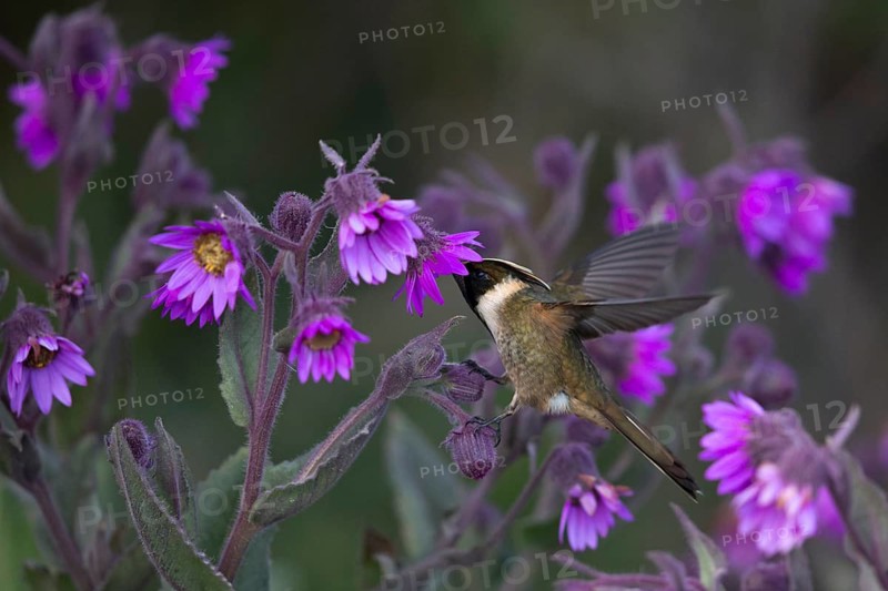 Buffy Helmetcrest (Oxypogon stuebelii) male feeding on flower nectar, Los Nevados National Park, Colombia