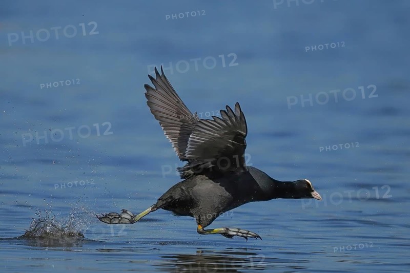 A coot (Fulica atra) walks across the water and flaps its wings, Hesse, Germany, Hesse, Germany
