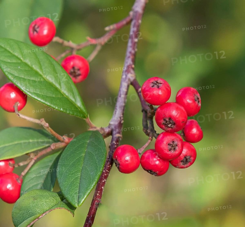 Waterer's cotoneaster (Cotoneaster × watereri 'Cornubia'), Teaching and Research Station Garden, Germany