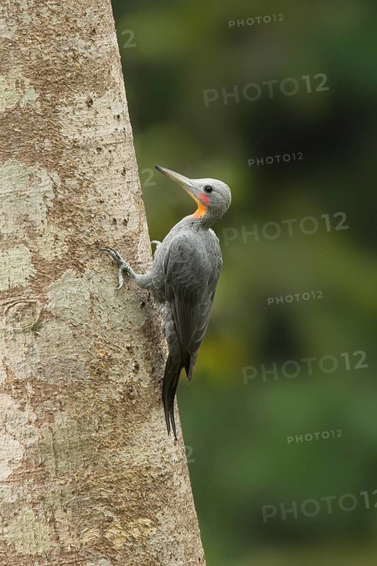 Great Slaty Woodpecker (Mulleripicus pulverulentus) male, Yunnan, China