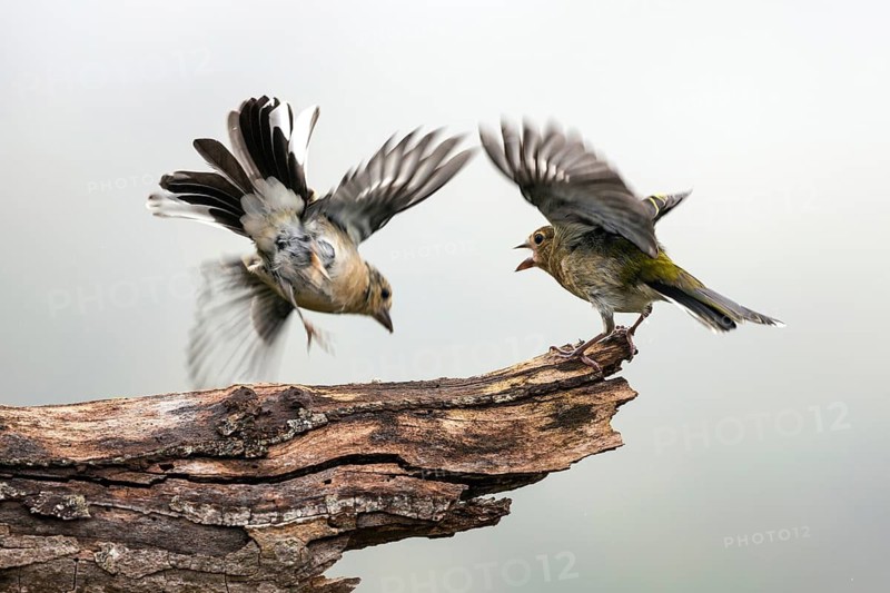 Two Madeira (Fringilla coelebs maderensis) chaffinches, sitting on a branch, Madeira, Portugal