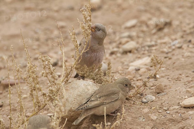 Trumpeter Finch (Bucanetes githagineus), Morocco