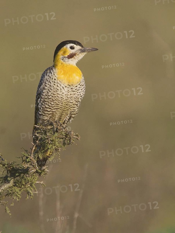 Campo Flicker (Colaptes campestris) male, Corrientes, Argentina