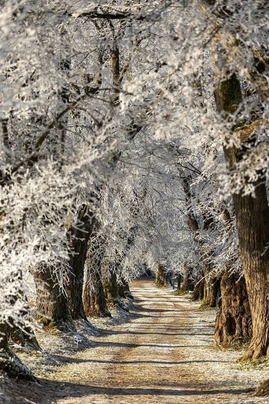 A snowy, frosty path through a dense avenue of hoarfrost trees, Linden avenue near Maria Schnee, Nassenbeuren, Unterallgäu, Bavaria, Germany