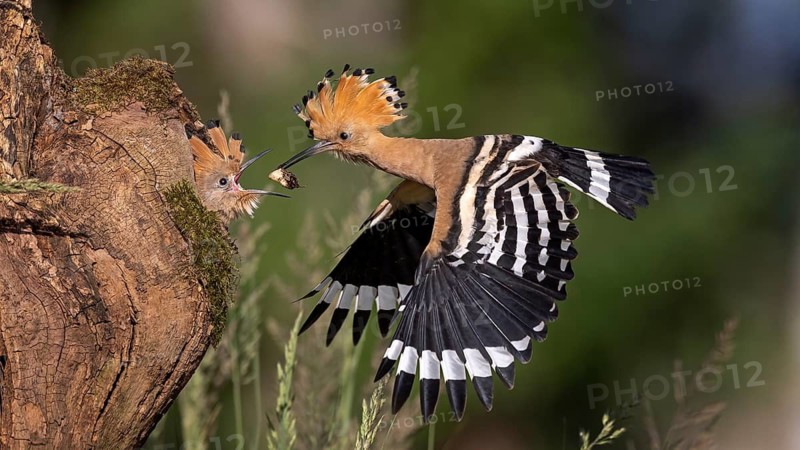 Eurasian Hoopoe (Upupa epops) feeding chick in breeding cavity, Saxony-Anhalt, Germany