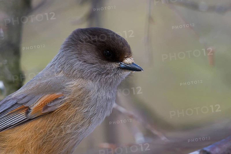 Siberian Jay - Unglückshäher - Perisoreus infaustus ssp. infaustus, Norway, adult