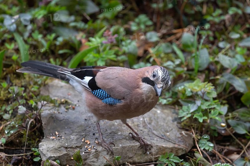 Eurasian jay (Garrulus glandarius) foraging for food, Bavaria, Germany