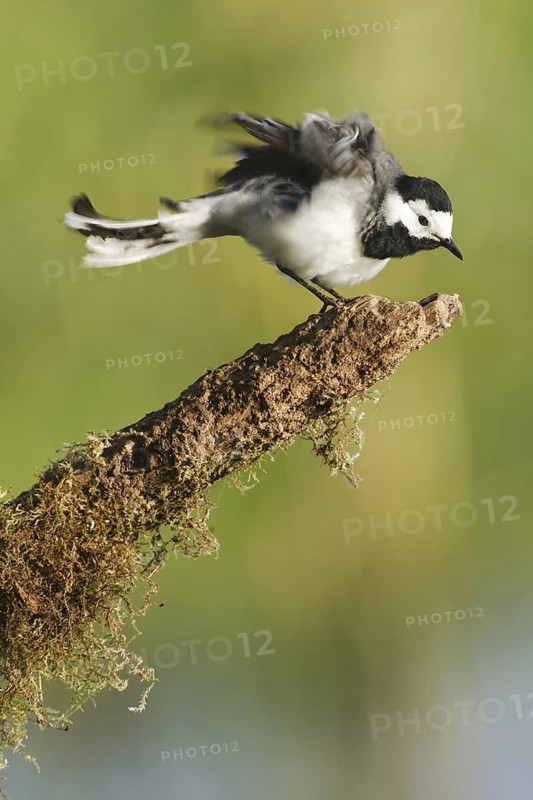 White Wagtail (Motacilla alba), United Kingdom