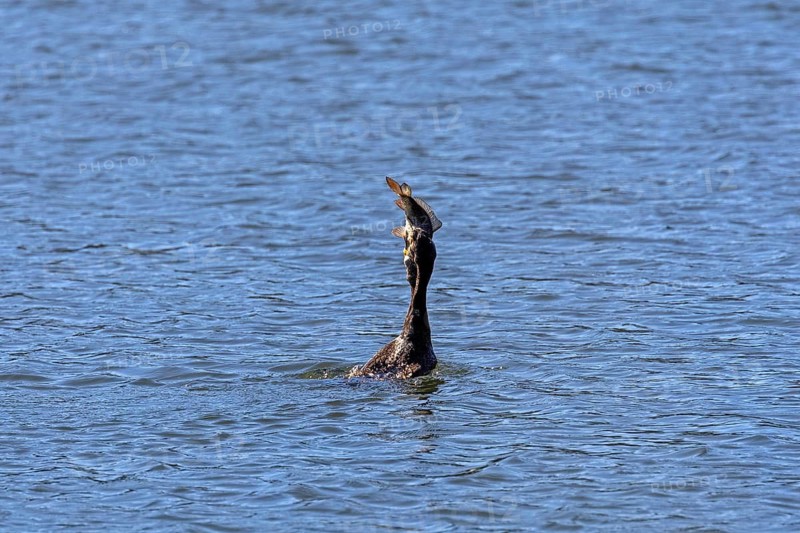 Cormorant (Phalacrocorax carbo) devouring fish in the water, Bolle di Magadino nature reserve in Magadino, Ticino, Switzerland