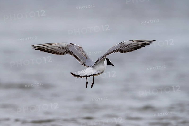 Black-headed gull (Larus ridibundus), flying over the sea, Texel, Netherlands