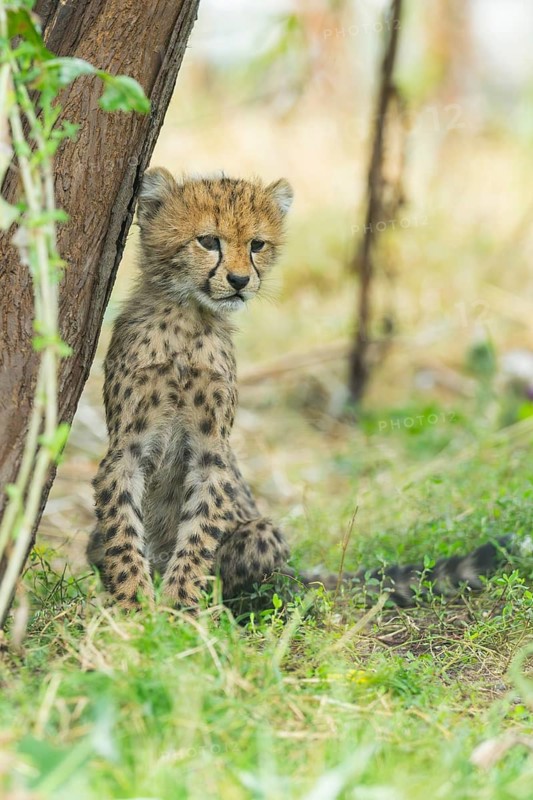 Cheetah (Acinonyx jubatus) youngster sitting on the ground, captive, occurrence Africa