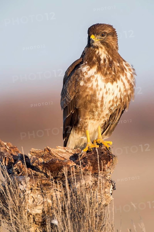 Common Buzzard (Buteo buteo) perched on a stump, Castile-La Mancha, Spain