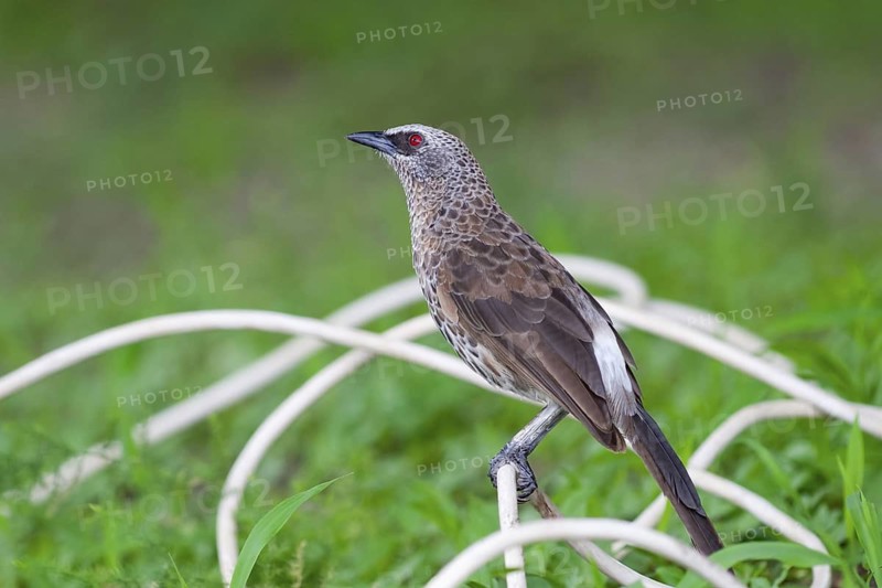 Hartlaub's Babbler (Turdoides hartlaubii), Okavango-Delta, Botswana