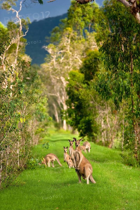 Giant kangaroos (Osphranter rufus) in a forest, wild, free, wilderness, fauna, heraldic animal, on the east coast of Australia