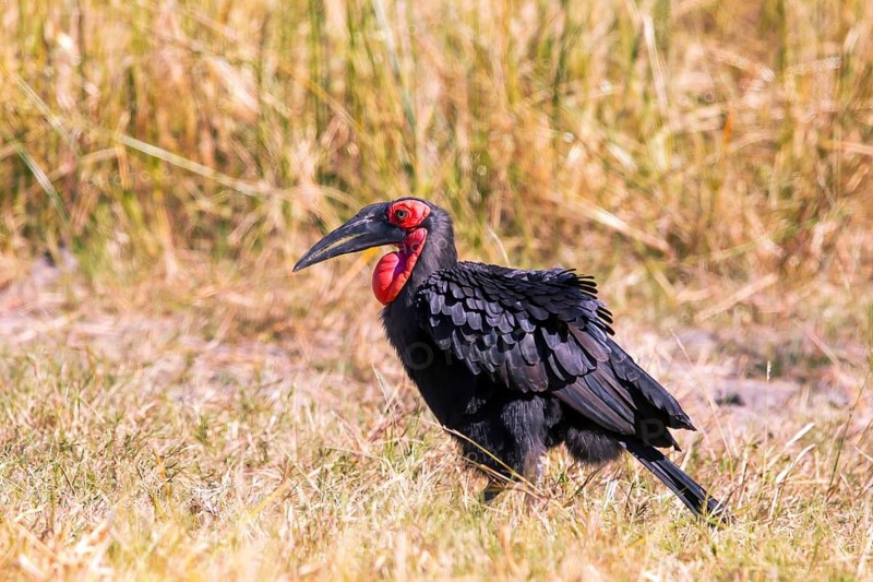 Southern ground hornbill (Bucorvus leadbeateri) Botswana, Botswana