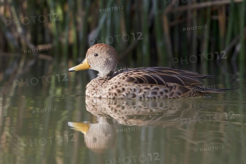 Yellow-billed Pintail (Anas georgica) female, Lago Huacarpay Reserve, Peru