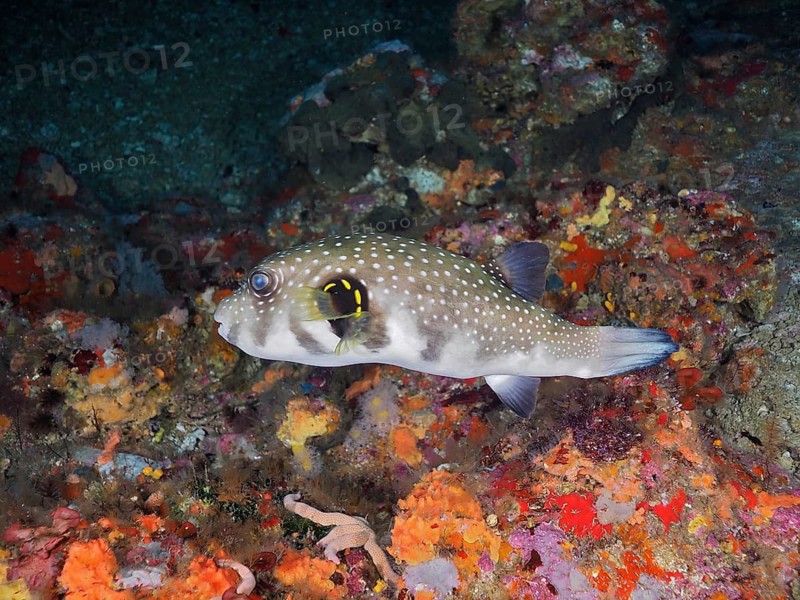 White-spotted pufferfish (Arothron hispidus)