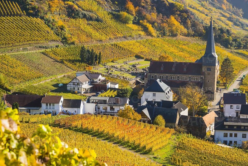 Vineyards in autumn, Mayschoß with parish church, red wine growing region Ahrtal, red wine of the Pinot Noir and Portugieser grape is grown here, Eifel, Rhineland-Palatinate, Germany
