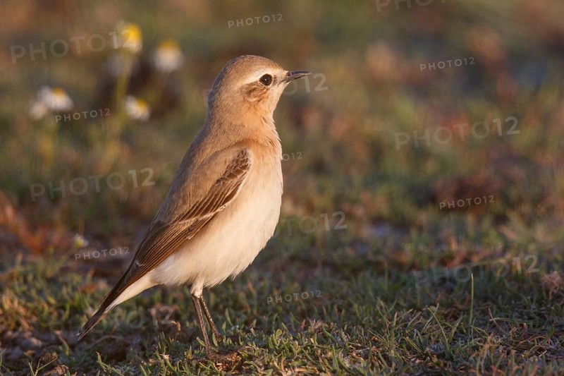 Isabelline Wheatear (Oenanthe isabellina), Greece