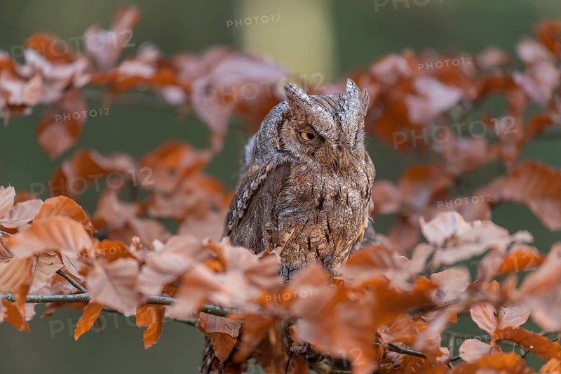 One Eurasian scops owl (Otus scops)sitting on a twig of a beech tree, embedded in brown leafs