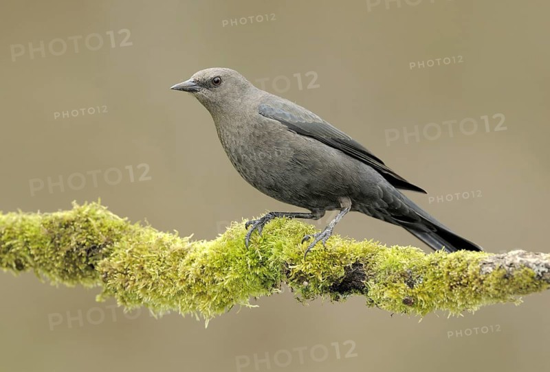 Brewer's Blackbird (Euphagus cyanocephalus), British Columbia, Canada