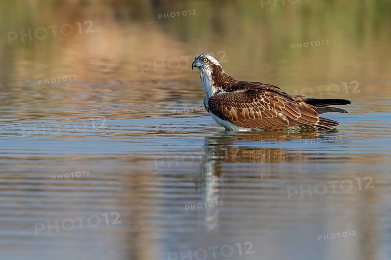 An osprey looking for food, (Pandiaon haliaetus), family of birds of prey, biotope, habitat, standing in water, Raysut, Salalah, Dhofar, Oman